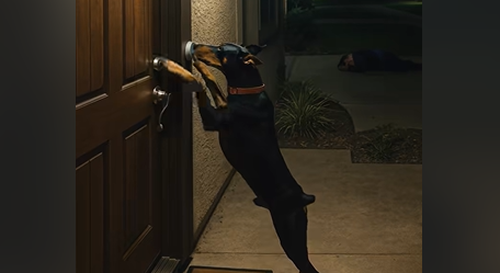 Доберман, который позвонил в дверь посреди ночи