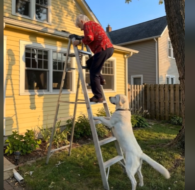 Короткий заголовок: Пёс стянул меня с лестницы — и спас мне жизнь.